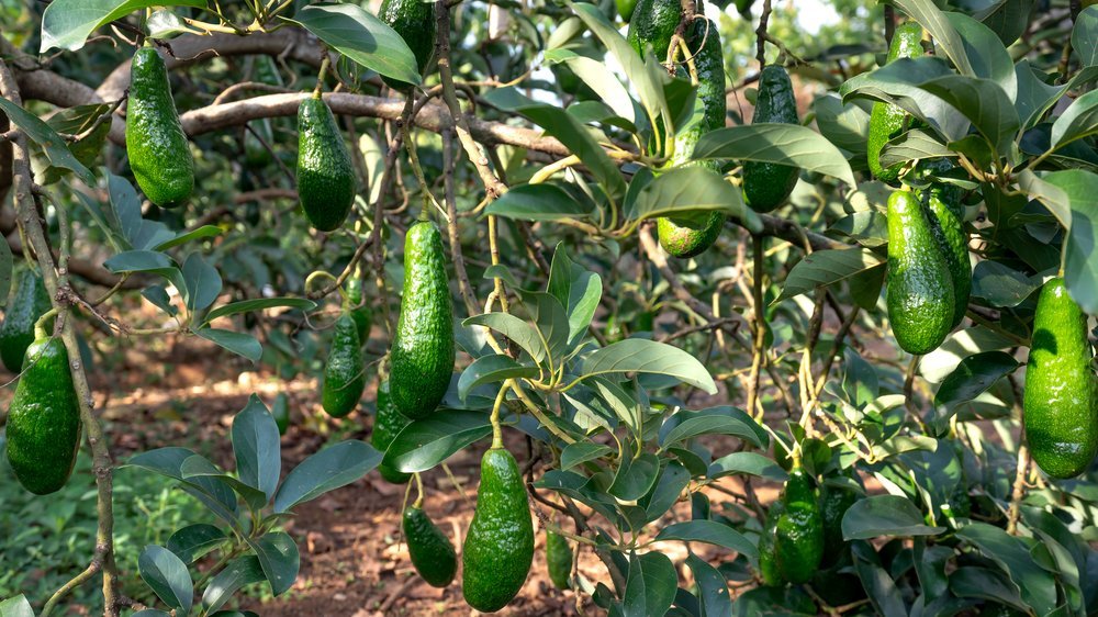 avocado bewässerung