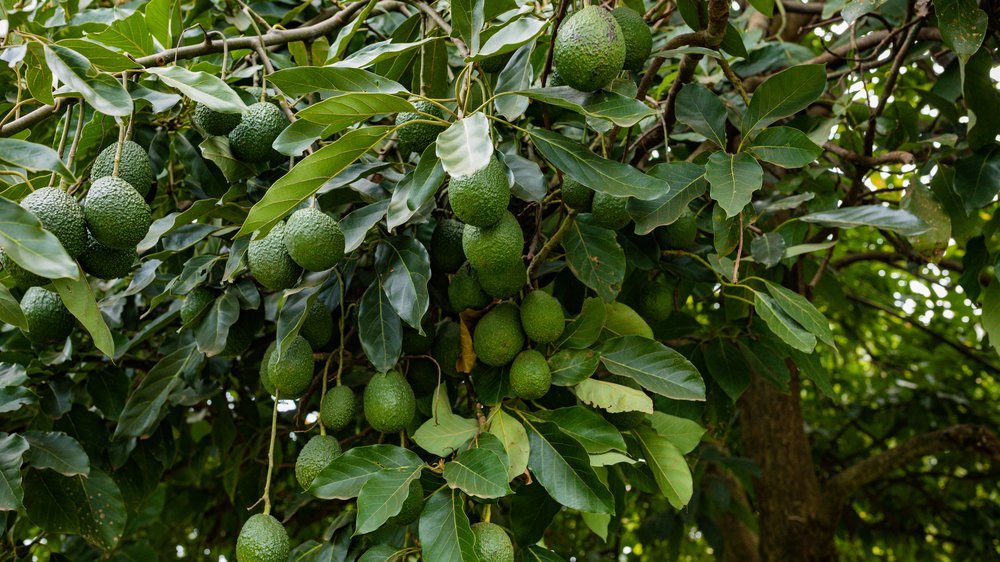 avocado bewässerung