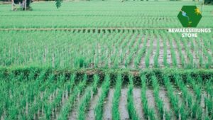 Bewässerung im Havelland: Alles Wichtige zu Zeitplänen und Vorschriften