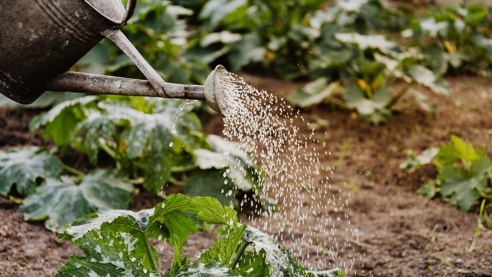 bewässerung mit wollfaden