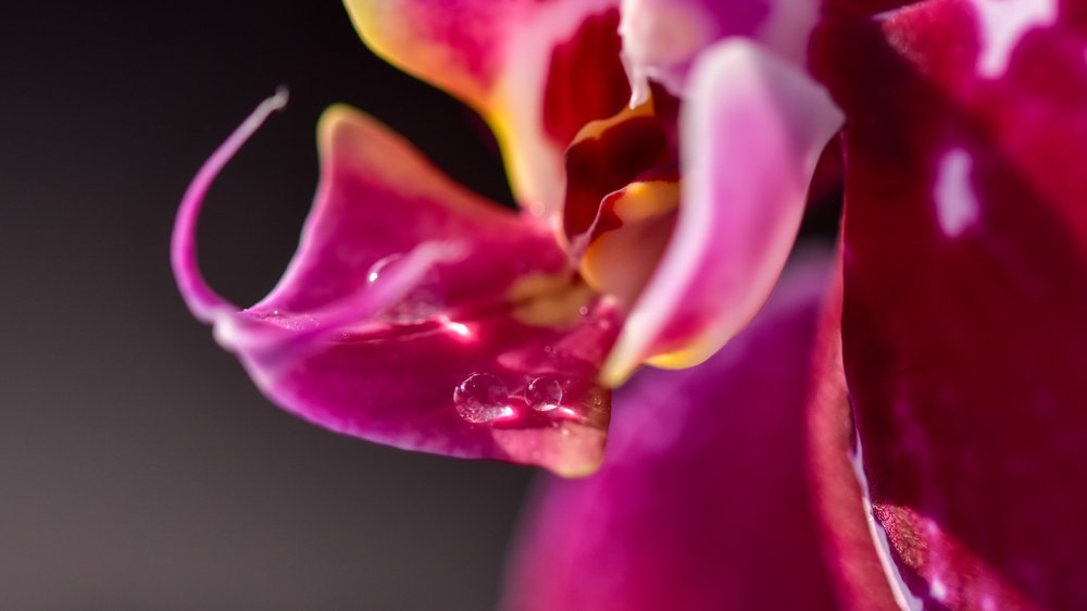 bewässerung orchideen