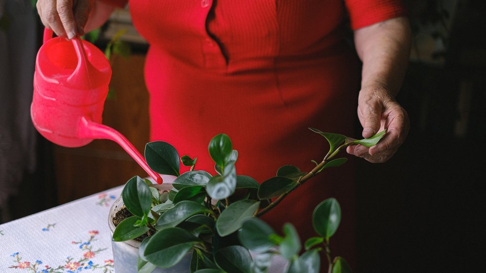 blumentopf bewässerung einfach genial