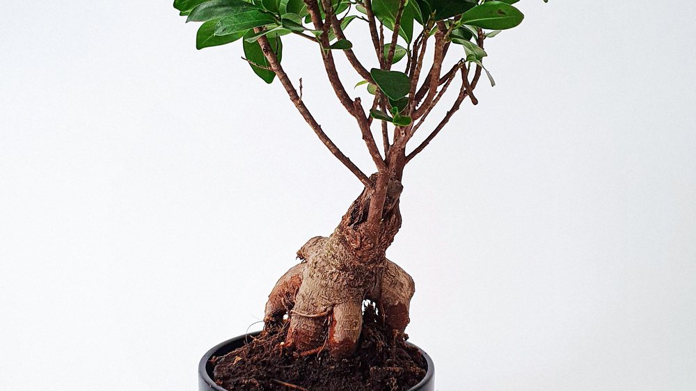 bonsai bewässerung