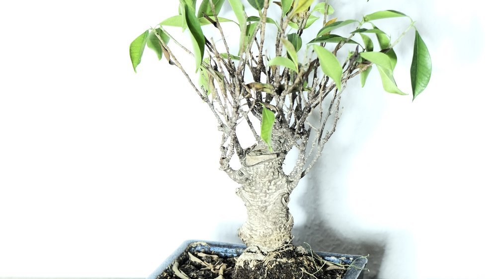 bonsai bewässerung
