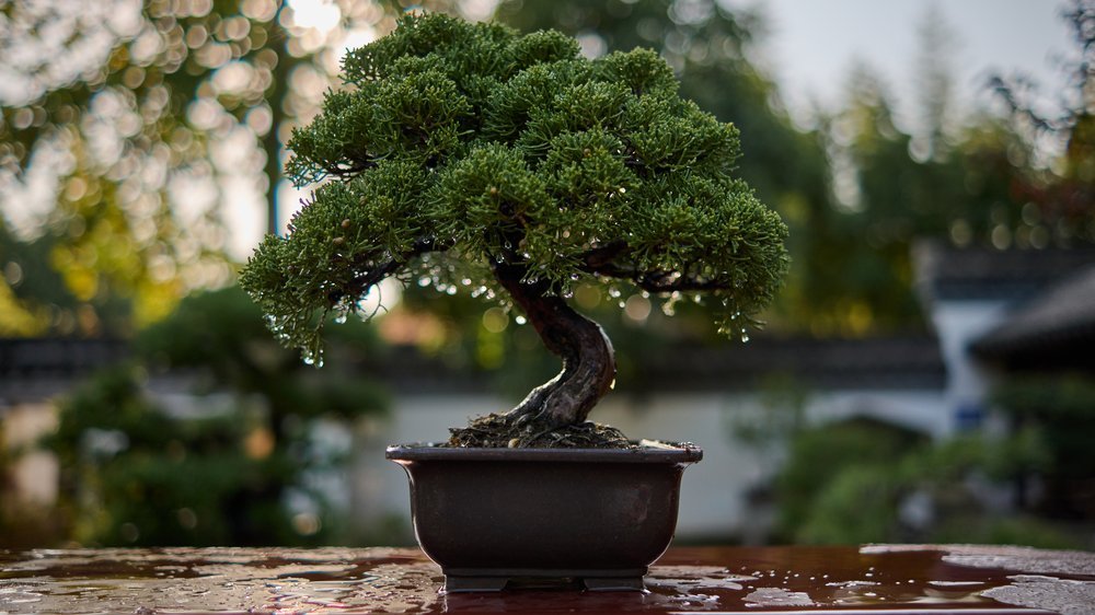 bonsai bewässerung urlaub