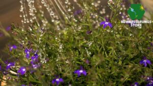 Perfekte Gartenpflege mit Bosch Bewässerung – Tipps und Geräteübersicht