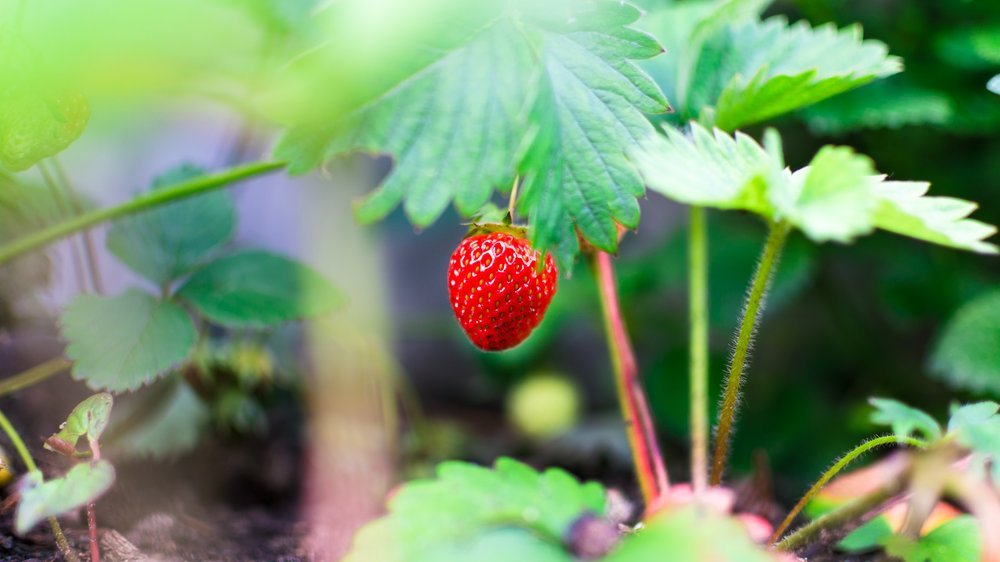 erdbeeren bewässerung