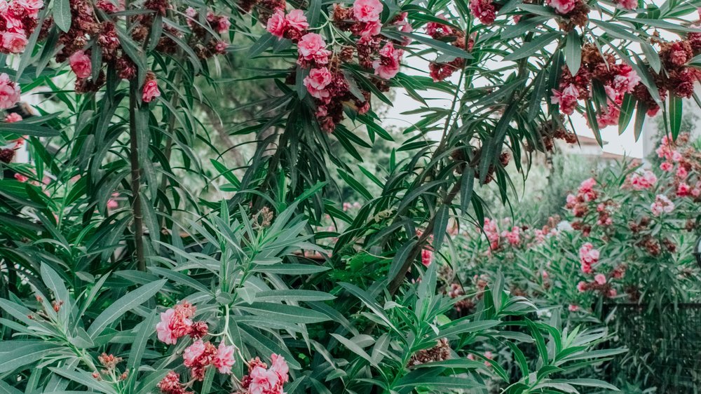 oleander bewässerung