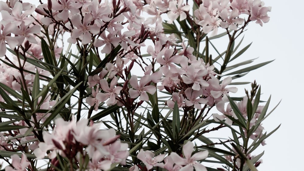 oleander bewässerung