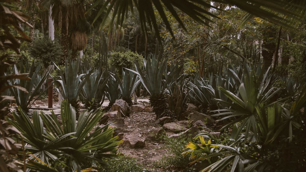 palmen bewässerung