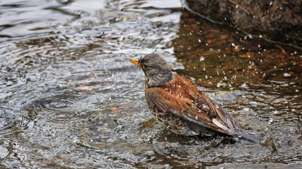 rain bird bewässerung erfahrung