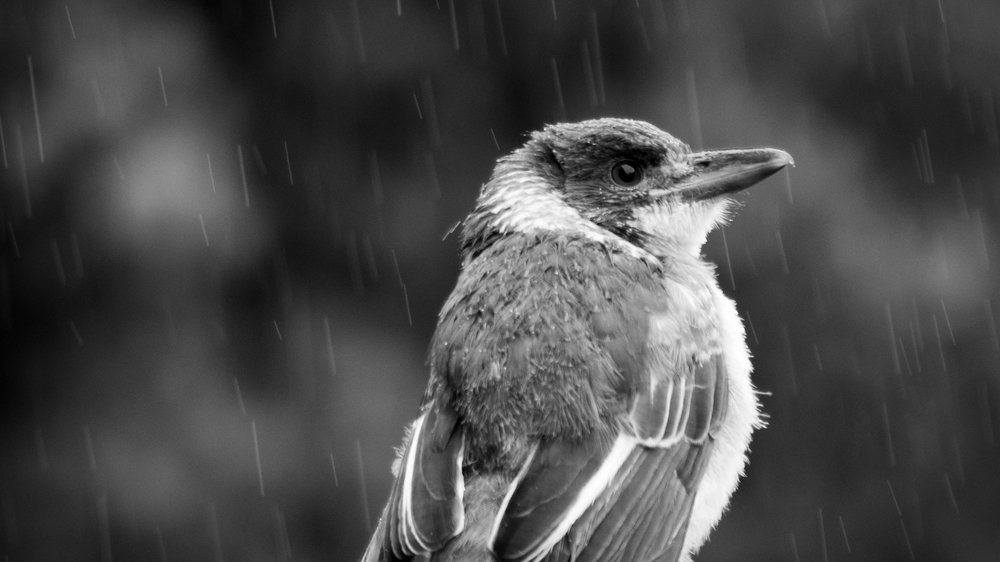 rainbird bewässerung