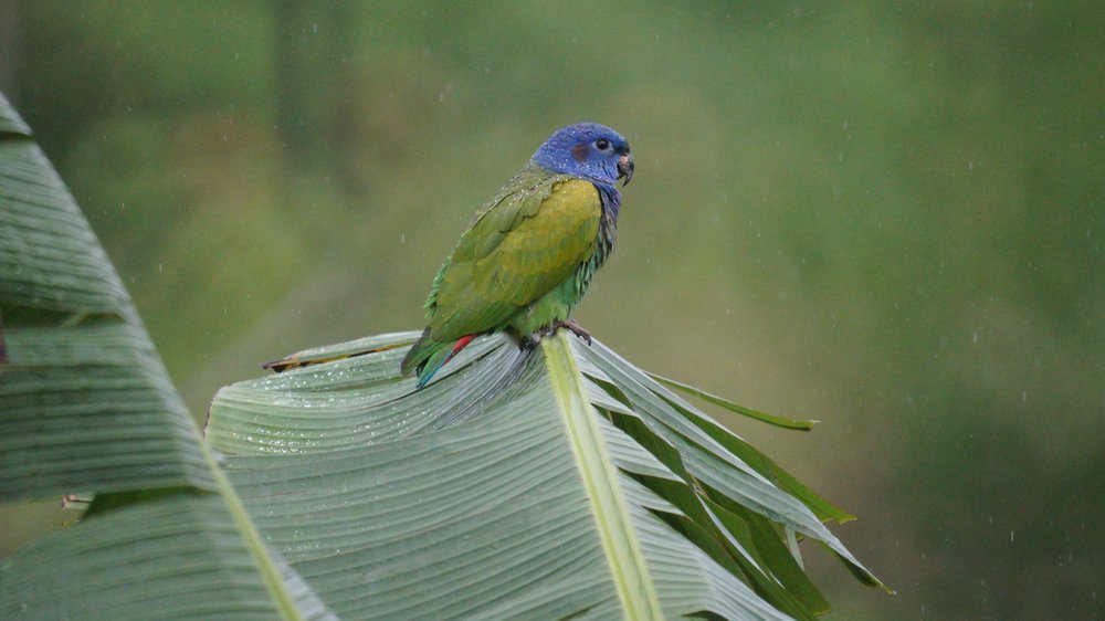 rainbird bewässerung düsen