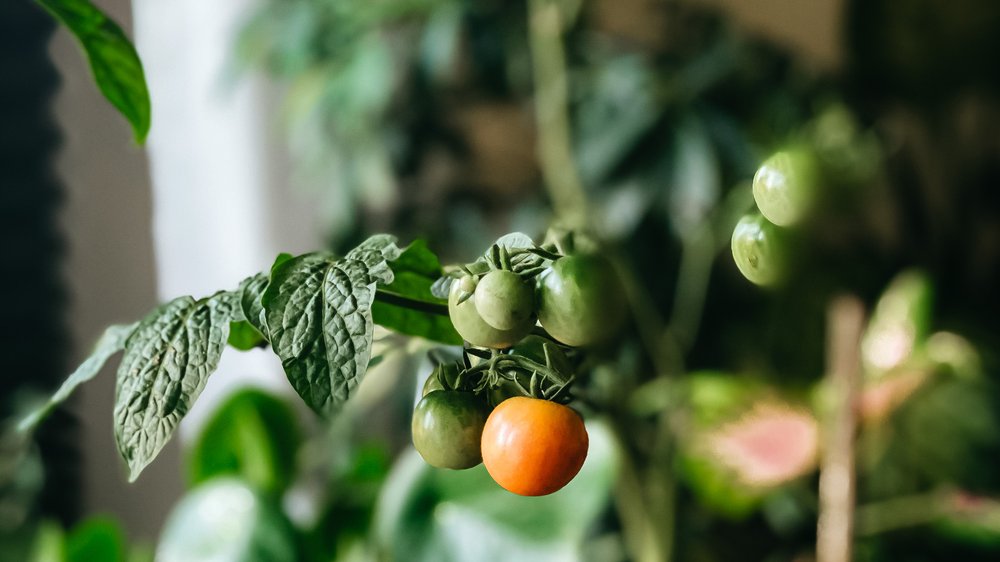 tomaten bewässerung ollas