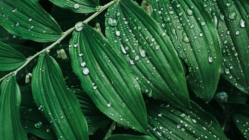 wassermenge bewässerung garten